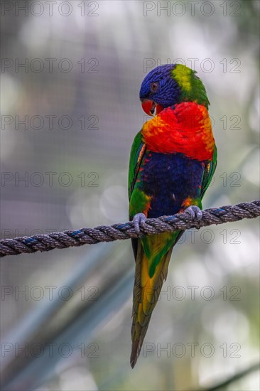 Portrait of a loris, parrot. Beautiful shot of the animals in the forest on Guadeloupe, Caribbean, French Antilles