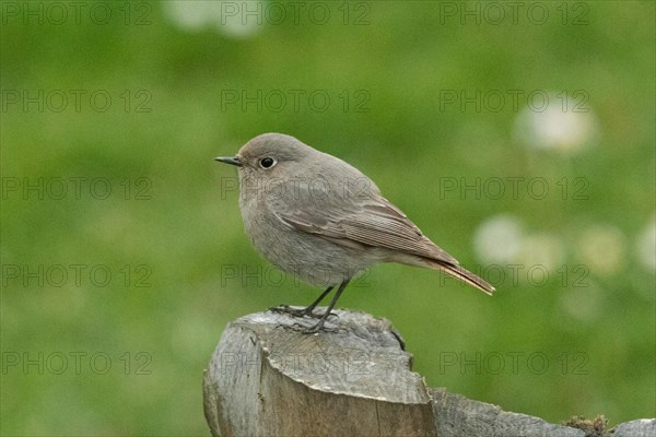 Black redstart female sitting on tree trunk looking left