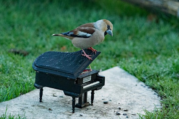Hawfinch female on piano standing on stone slab in green grass looking right