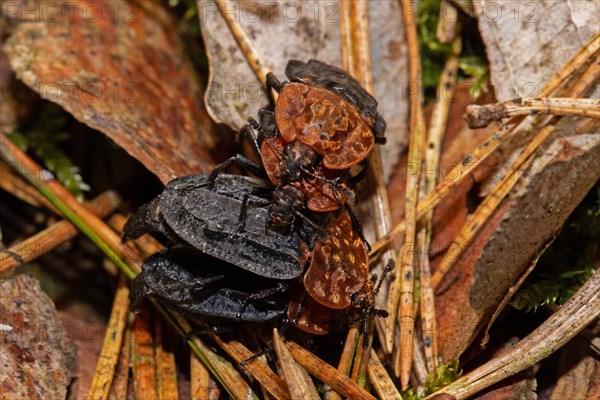 Red-necked silpha four beetles sitting on hedgehog spines mating different seeing