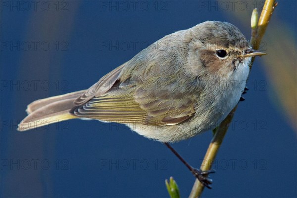 Chiffchaff sitting on branch looking right in front of blue sky