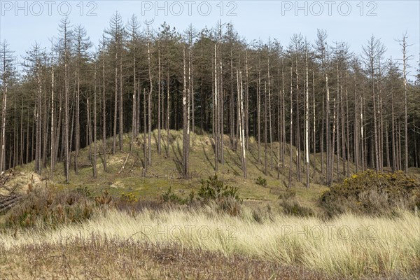 Dead trees, LLanddwyn Bay, Newborough, Isle of Anglesey, Wales, Great Britain