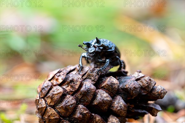 Bull beetle (Typhaeus typhoeus), sitting on a cone, Heidemoore nature reserve, North Rhine-Westphalia, Germany, Europe