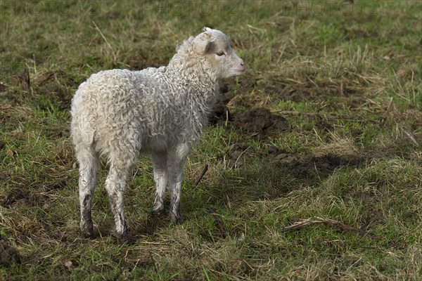 Moorschnucken lamb (Ovis aries) on the pasture, Mecklenburg-Vorpommern, Germany, Europe