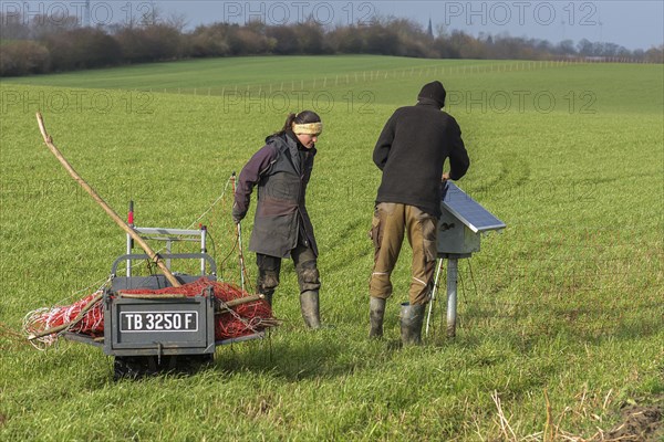 Shepherd and his daughter fence a new pasture with a solar panel for the electric fence, Mecklenburg-Western Pomerania, Germany, Europe