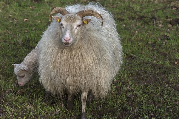 Horned moorland sheep (Ovis aries) with their lamb on the pasture, Mecklenburg-Western Pomerania, Germany, Europe