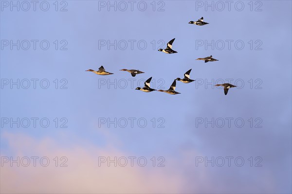 Red-breasted Merganser (Mergus serrator) and Common Goldeneye (Bucephala clangula), small flock in flight, Laanemaa, Estonia, Europe