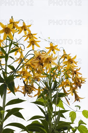 Close-up of yellow Lilium, Lily flowers against a white overcast sky background in summer, Quebec, Canada, North America