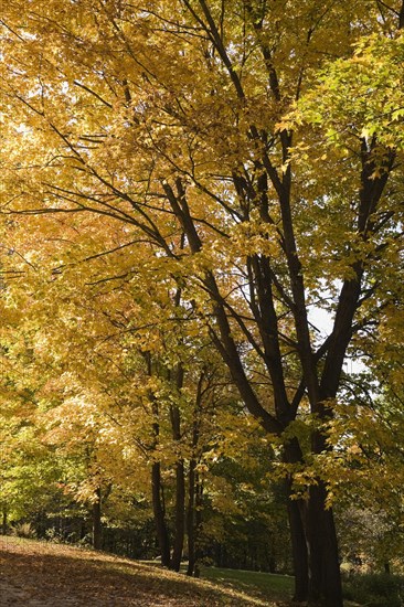 Silhouetted yellow Acer, Maple trees and fallen leaves on ground in sloped residential backyard in autumn, Quebec, Canada, North America