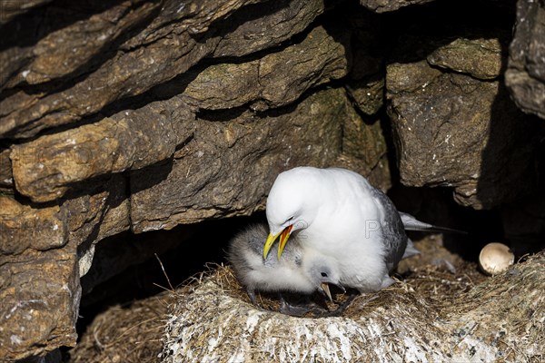 Black-legged kittiwake (Rissa tridactyla) with chick and empty egg shell sitting on nest, Varanger, Finnmark, Norway, Europe