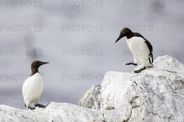 Common guillemot (Uria aalge), two adult birds on rock, Hornoya Island, Vardo, Varanger, Finnmark, Norway, Europe