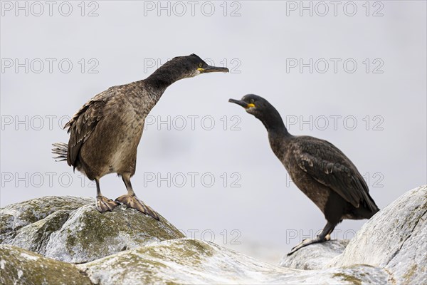 Common shag (Phalacrocorax aristotelis), two juvenile birds looking at each other, Hornoya Island, Vardo, Varanger, Finnmark, Norway, Europe