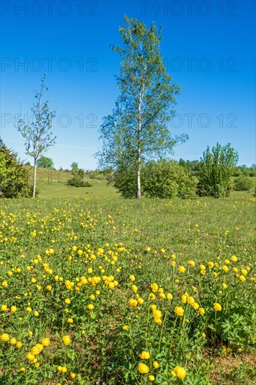 Globeflower (Trollius europaeus) in bloom on a meadow with birch trees in early summer