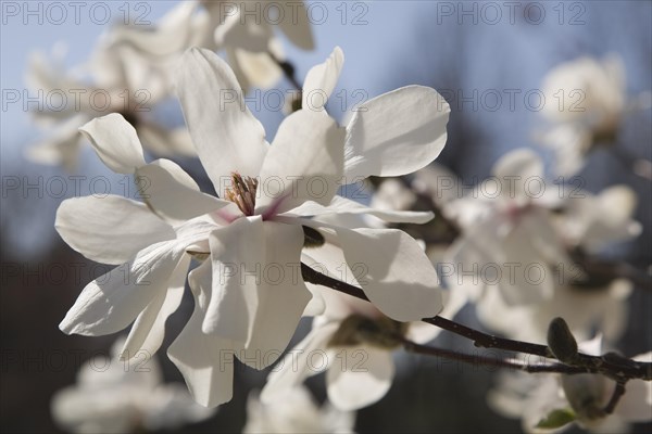 Close-up of white Magnolia loebneri flower blossoms in spring, Montreal, Quebec, Canada, North America