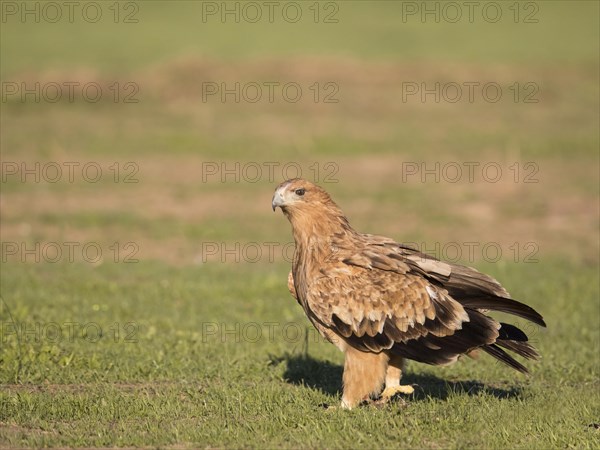 Juvenile Iberian Eagle, Spanish Imperial Eagle (Aquila adalberti) and european magpie (Pica pica), Extremadura, Castilla La Mancha, Spain, Europe