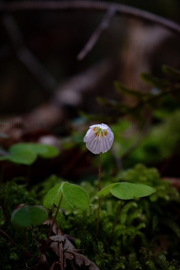 Flowering common wood sorrel (Oxalis acetosella), close-up, Neubeuern, Germany, Europe