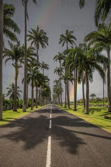 The famous palm avenue l'Allee Dumanoir. Landscape shot from the centre of the street into the avenue. Taken during a fantastic sunset. Grand Terre, Guadeloupe, Caribbean, North America