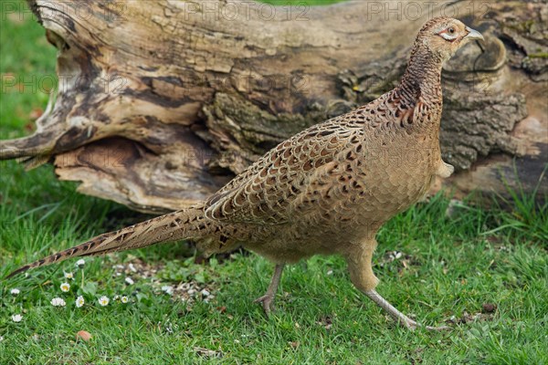 Female pheasant standing in green grass in front of tree stump, looking right