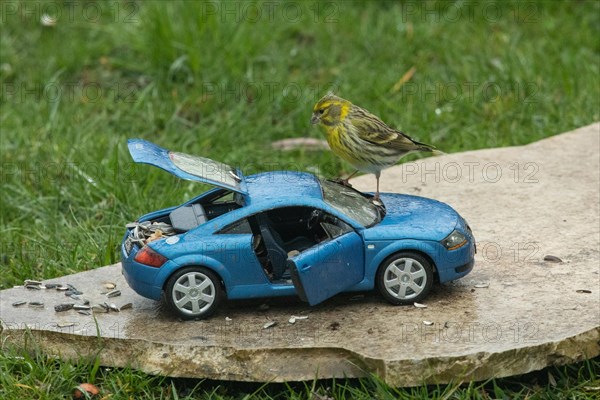 Serin on blue model car Audi TT standing on stone plate in green grass looking left