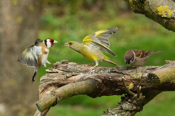 Goldfinch with open wings standing looking right to greenfinch with open beak and wings and tree sparrow standing on branch looking left