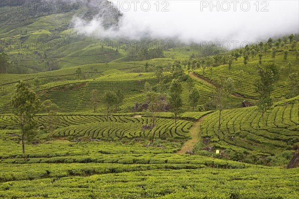 Green hilly landscape with tea plantations in the clouds, Munnar, Kerala, India, Asia