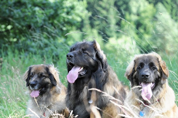 Leonberger dogs, Three dogs sitting relaxed in the grass, one is looking forward, Leonberger dog, Schwaebisch Gmuend, Baden-Wuerttemberg, Germany, Europe