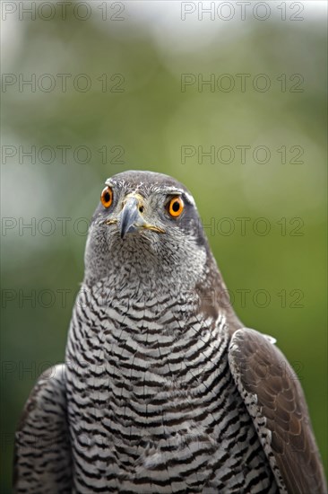 Northern goshawk (Accipiter gentilis)