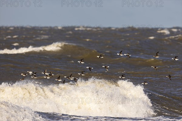 Long-tailed duck (Clangula hyemalis), small flock in flight over turbulent sea, Laanemaa, Estonia, Europe