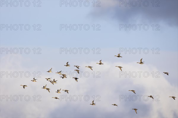 Gadwall (Anas strepera) and wigeon (Anas penelope), small flock in flight, Laanemaa, Estonia, Europe