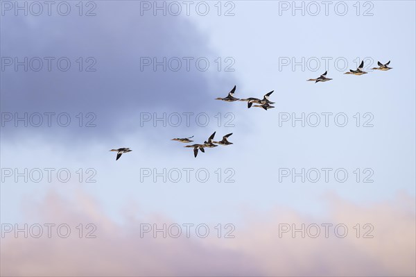 Red-breasted Merganser (Mergus serrator), small flock in flight, Laanemaa, Estonia, Europe