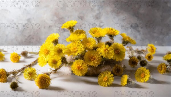 Still life with yellow coltsfoot flowers in small vases, medicinal plant coltsfoot, Tussilago farfara, KI generated, AI generated