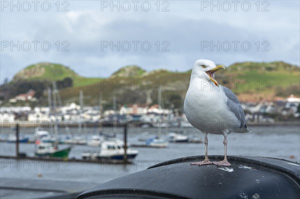 Screaming seagull, Boat Harbour, Conwy, Wales, Great Britain