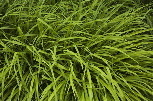 Green spreading perennial Hakonechloa macra 'Aureola', Ornamental Grass plants in late spring, Quebec, Canada, North America