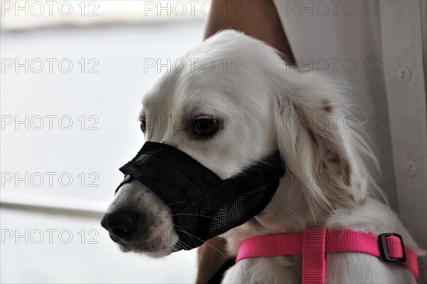A white dog with muzzle and pink harness looks aside, Venice, Veneto, Italy, Europe