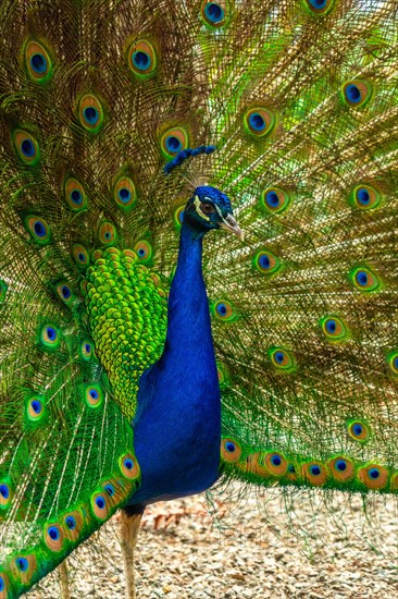 Detail of an Indian male peacock open because he is in heat looking for females, vertical photo