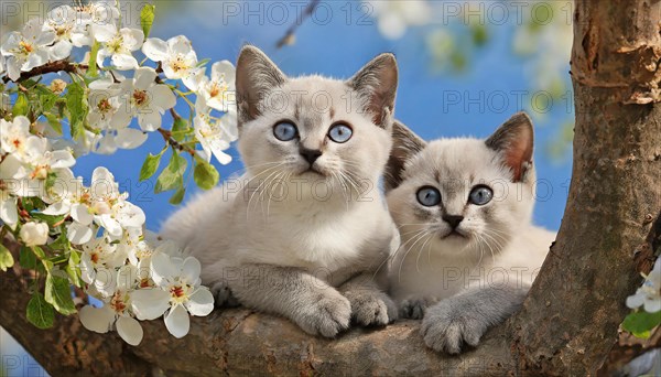 KI generated, animal, animals, mammal, mammals, cat, felidae (Felis catus), two kittens resting in a fruit tree, tree blossom, spring, summer