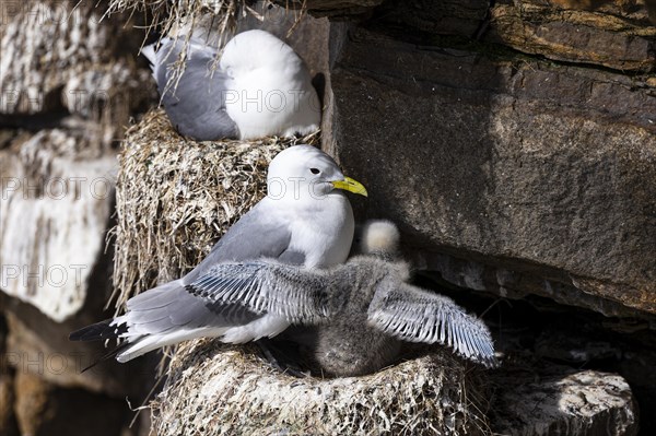Black-legged kittiwake (Rissa tridactyla), adult bird and chick with outstretched wings on nest, Varanger, Finnmark, Norway, Europe