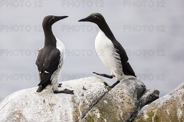 Common guillemot (Uria aalge), two adult birds on rock, Hornoya Island, Vardo, Varanger, Finnmark, Norway, Europe