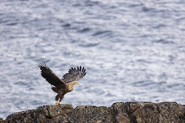 White-tailed eagle (Haliaeetus albicilla), adult bird taking off from rocks, Varanger, Finnmark, Norway, Europe
