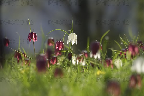 Enchanting chequerboard flowers, April, Germany, Europe