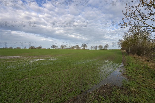 Flooded field with germinating winter wheat (Triticum aestivum), Mecklenburg-Western Pomerania, Germany, Europe