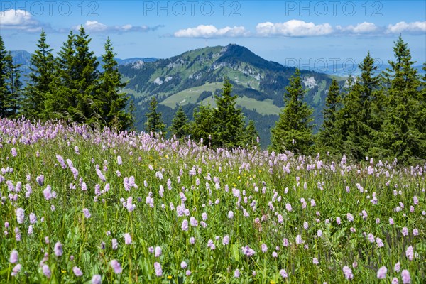 Snake knotweed (Bistorta officinalis), at Wertacher Hoernle, 1695m, behind it the Gruenten, 1783m, Oberallgaeu, Bavaria, Germany, Europe