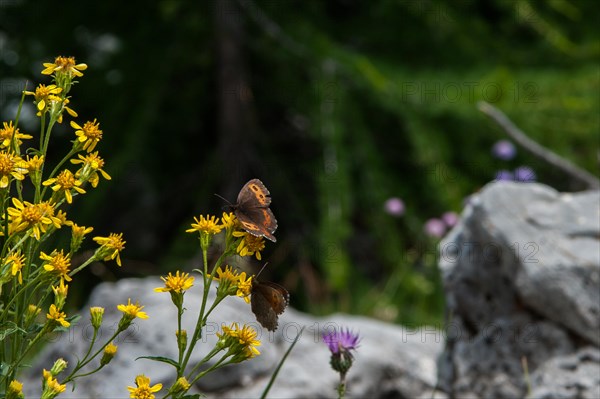 Butterfly, france