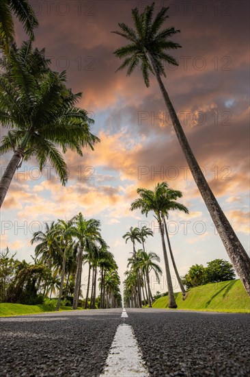 The famous palm avenue l'Allee Dumanoir. Landscape shot from the centre of the street into the avenue. Taken during a fantastic sunset. Grand Terre, Guadeloupe, Caribbean, North America