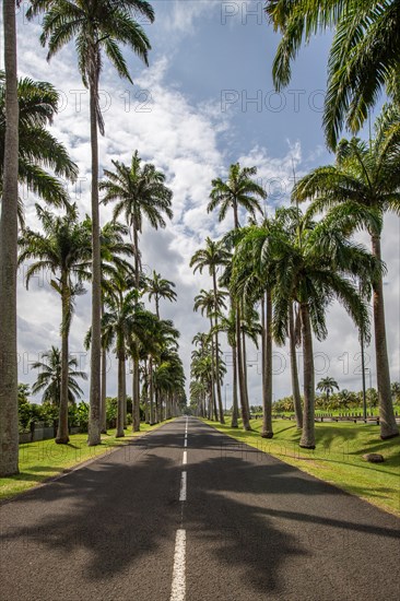 The famous palm avenue l'Allee Dumanoir. Landscape shot from the centre of the street into the avenue. Taken on a changeable day on Grand Terre, Guadeloupe, Caribbean, North America