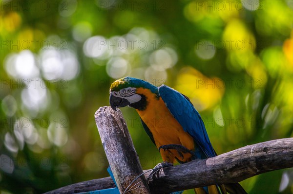 Portrait of a parrot. Beautiful shot of the animals in the forest on Guadeloupe, Caribbean, French Antilles