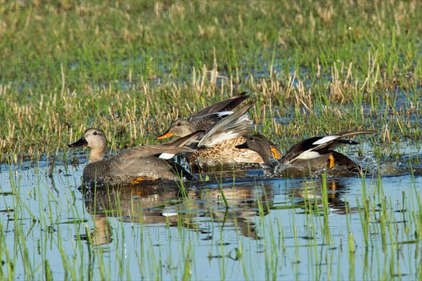 Gadwall four birds with open wings swimming side by side in water looking left