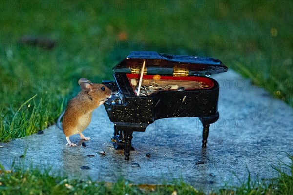 Wood mouse leaning against piano on stone slab in green grass standing playing looking right