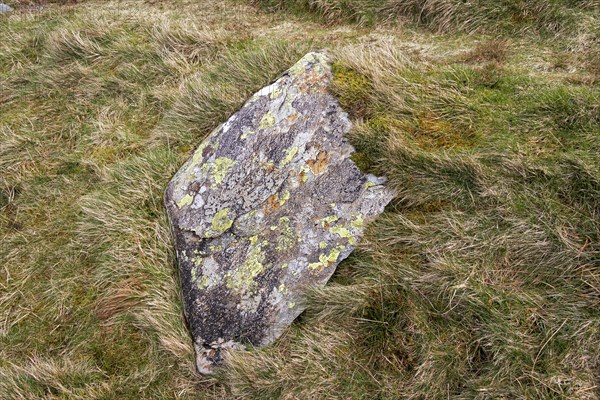 Lichens and fungi on stone, Snowdonia National Park near Pont Pen-y-benglog, Bethesda, Bangor, Wales, Great Britain