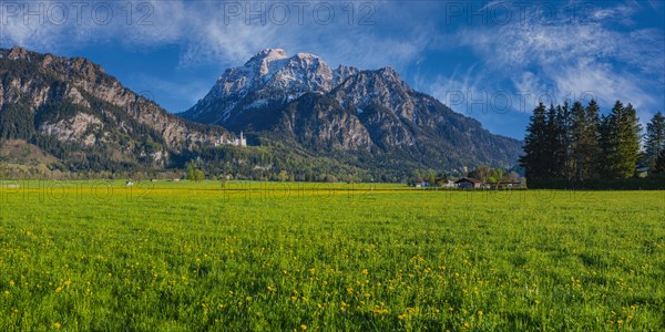 Dandelion (Taraxacum sect. Ruderalia) in spring, meadow near Hopfensee, behind it the Saeuling, 2057m, Ostallgaeu, Allgaeu, Bavaria, Germany, Europe